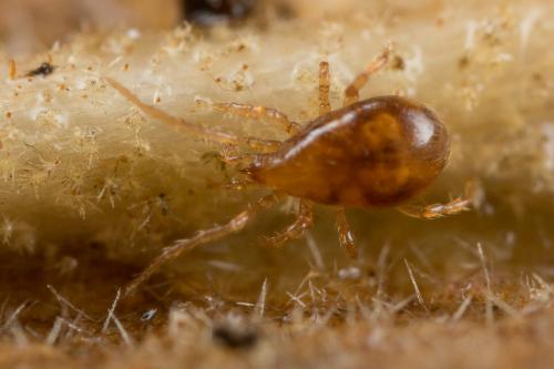 Pergamasus sp.